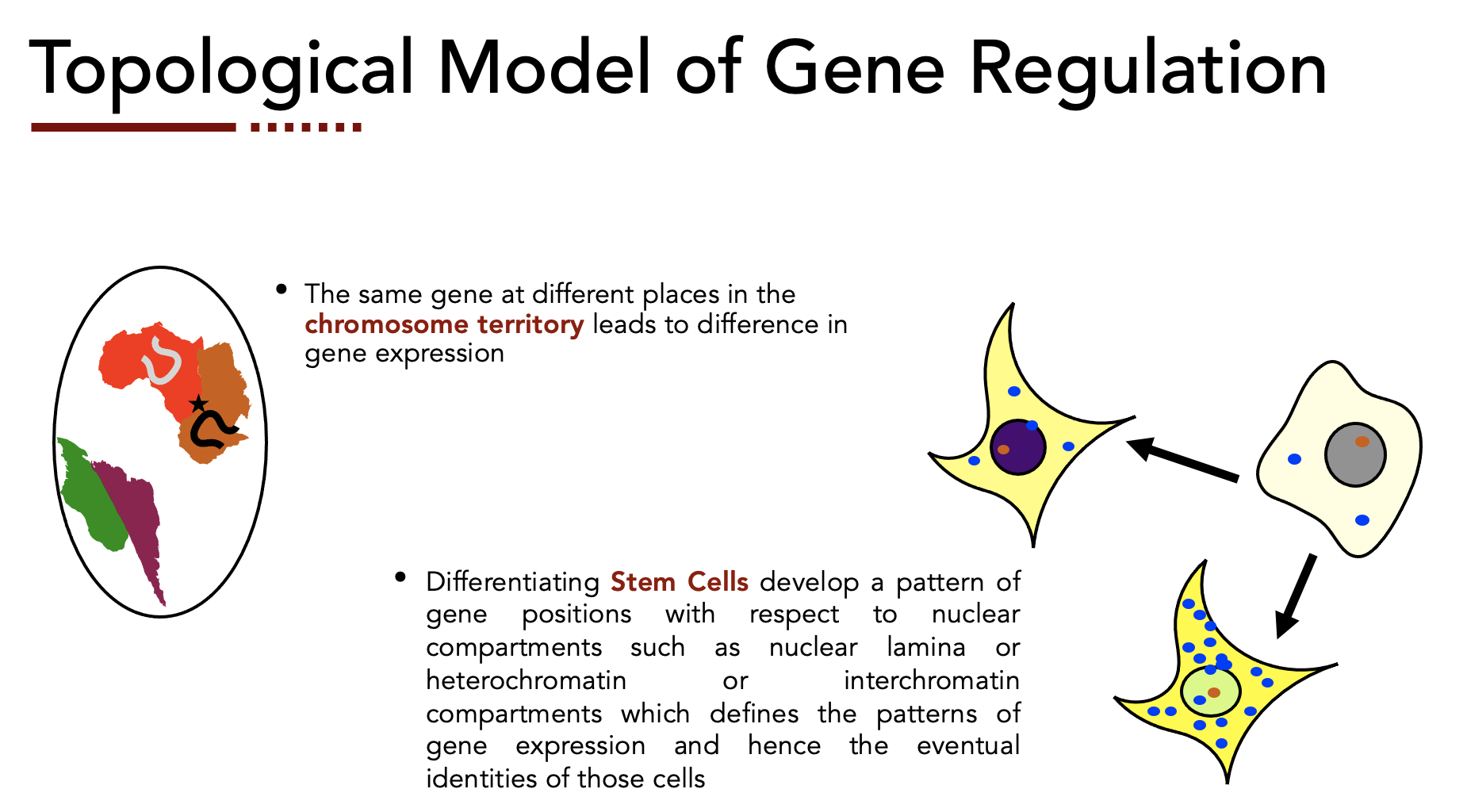 Genome Architecture & Gene Regulation thumbnail