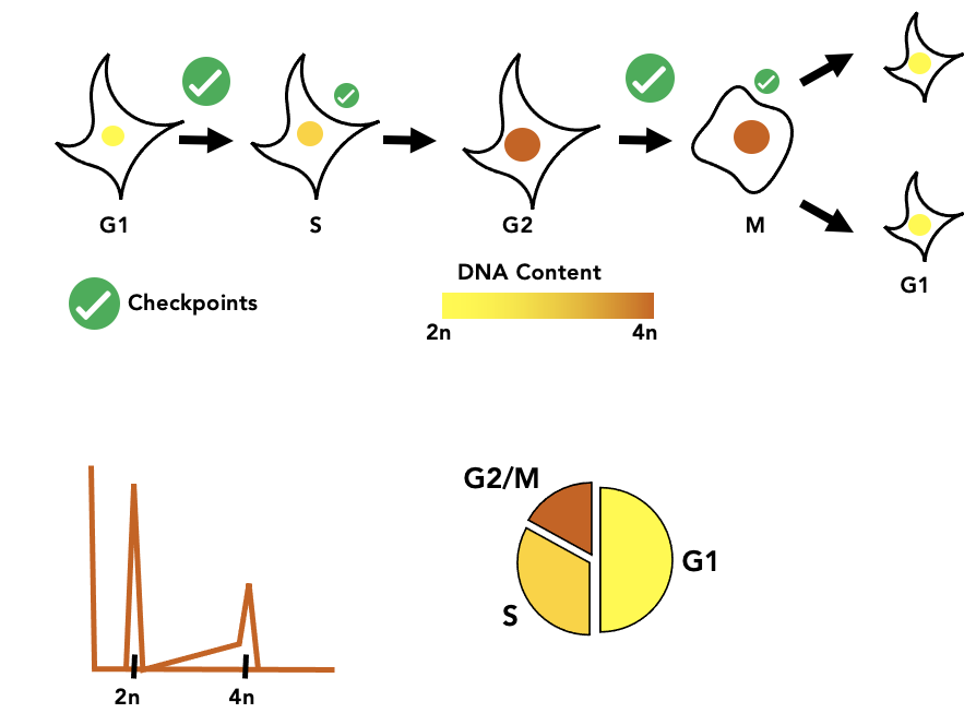 Cell Cycle Staging from Microscopy thumbnail